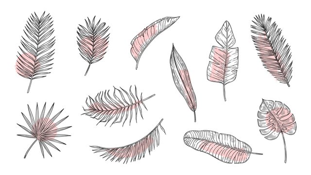 Tropical leaves sketch. Floral foliage, ink art plants. Palm tree branch with paint brush strokes. Isolated exotic rainforest vector set. Sketch leaf, exotic palm drawn, floral drawing illustration