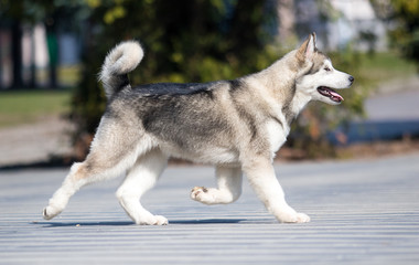 Malamute breed dog runs on the sidewalk