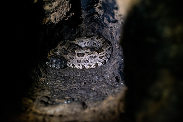Spider inside a tree