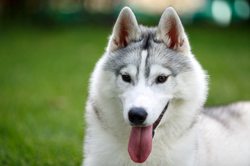 portrait of siberian husky