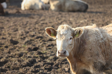Naklejka premium portrait of a white and ginger cow in a field in a mess. Domestic animal