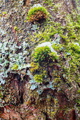 Moos auf Borke eines Baumes