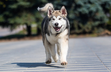 Malamute breed dog runs on the sidewalk