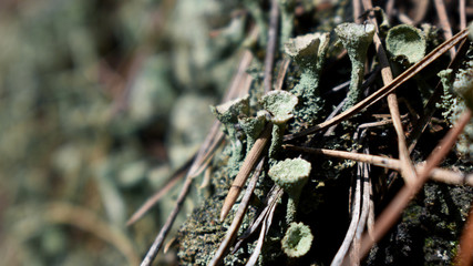 Flechte, Cladonia, mit trompetenförmigem Fruchtkörper