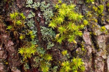 Moos auf Borke eines Baumes