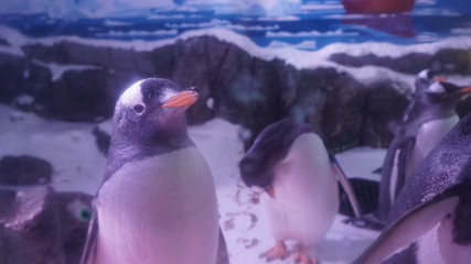 Pinguine