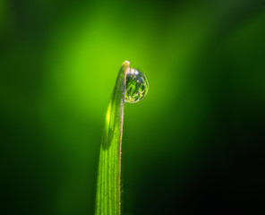 Dew Drop on a Single Blade of Grass