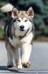 Malamute breed dog runs on slabs