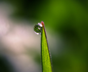 Garden grass reflected in a dewdrop