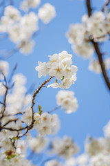 Frühlingserwachen – Kirschblüte vor blauem Himmel
