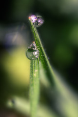 Pair of Water Drops on Green Grass