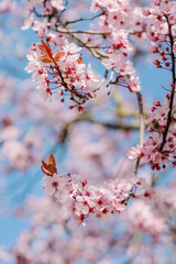 Frühlingserwachen – Japanischer Kirschblüte vor blauem Himmel