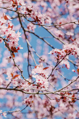 Frühlingserwachen – Japanischer Kirschblüte vor blauem Himmel