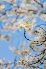 Frühlingserwachen – Kirschblüte vor blauem Himmel