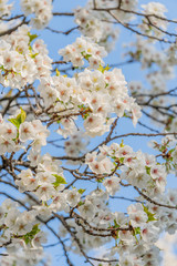 Frühlingserwachen – Kirschblüte vor blauem Himmel