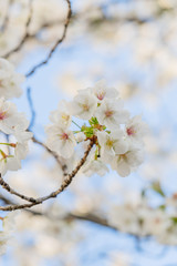 Frühlingserwachen – Kirschblüte vor blauem Himmel