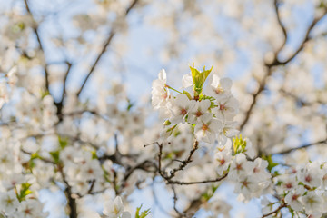 Frühlingserwachen – Kirschblüte vor blauem Himmel
