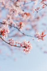 Frühlingserwachen – Japanischer Kirschblüte vor blauem Himmel