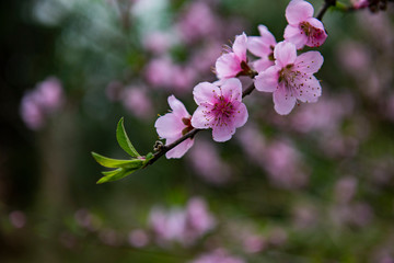 peach blossom