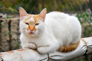 Fototapeta premium Homeless red-white cat basks on a pipe on the street