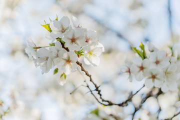 Frühlingserwachen – Kirschblüte vor blauem Himmel