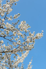Frühlingserwachen – Kirschblüte vor blauem Himmel