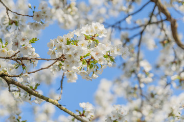 Frühlingserwachen – Kirschblüte vor blauem Himmel