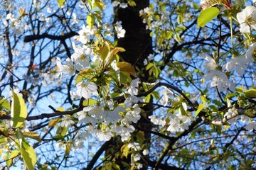White Spring Blossom.