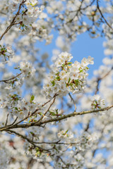 Frühlingserwachen – Kirschblüte vor blauem Himmel
