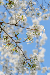 Frühlingserwachen – Kirschblüte vor blauem Himmel