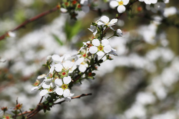 ユキヤナギ（雪柳）