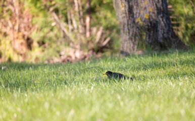 Common blackbird/Eurasian blackbird in green meadow at morning.