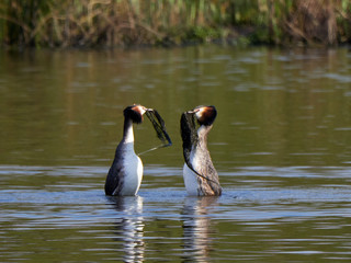 A male and female Great with weed in thier beaks performing their mating courtship dance display on Crime Lake, Daisy Nook.
