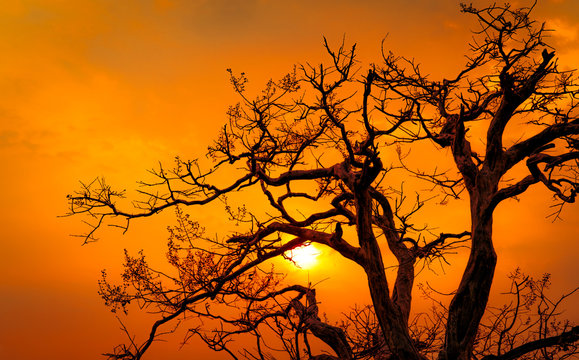 Beautiful silhouette leafless tree and sunset sky. Romantic and peaceful scene of sun, and golden sky at sunset time with beauty pattern of branch. Fall season with tranquil nature. Beauty in nature. © Artinun
