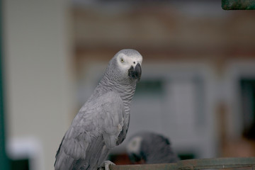 portrait of a parrot