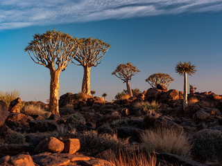 Alba a Quiver tree forest Namibia 