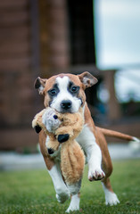 American staffordshire terrier dog posing outside.	