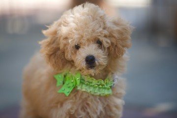 poodle on a background