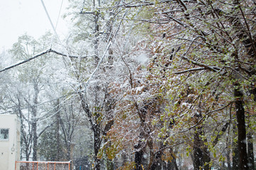 東京の大雪