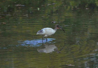 Ibis bird walking in a river mangrove foraging for food