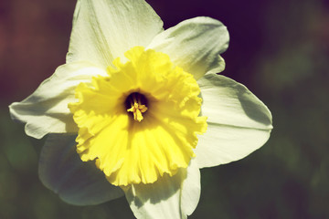 Gelb blühende Narzissen an Ostern