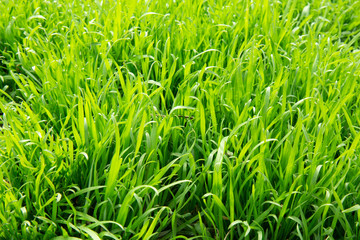 Natural abstract green background with grass. Side view