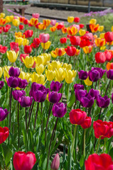 チューリップ