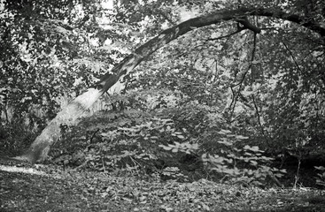 Scenic view of woodland