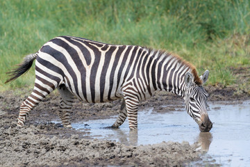 Fototapeta na wymiar Common or Plains Zebra (Equus quagga) drinking water from swamp, Ngorongoro crater national park, Tanzania
