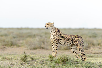 Cheetah (Acinonyx jubatus) standing on savanna, searching for prey, Ngorongoro conservation area, Tanzania.