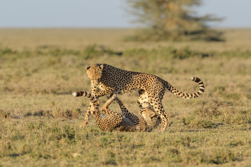 Cheetah (Acinonyx jubatus) mother and cub playing together, Ngorongoro conservation area, Tanzania.
