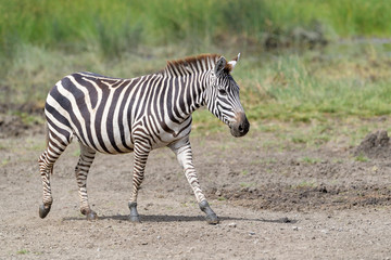 Fototapeta na wymiar Common or Plains Zebra (Equus quagga) walking at edge of swamp, Ngorongoro crater national park, Tanzania