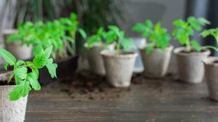 Young green seedlings of tomato in eco pots on a wooden background , transplanting seedlings, pricking out