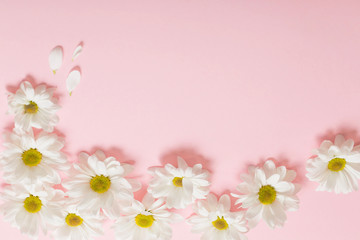 Obraz na płótnie Canvas white chrysanthemum on pink paper background